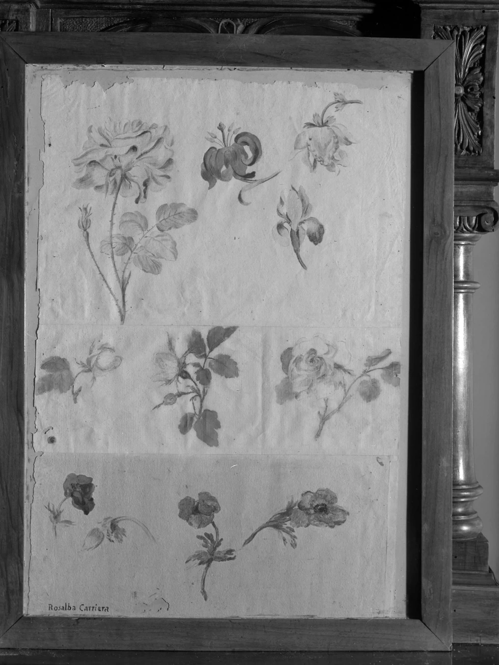 Fiori - Palazzo Vianelli